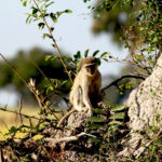vervet monkey in tree 1719
