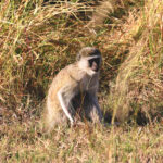 Africa Gallery vervet monkey1686