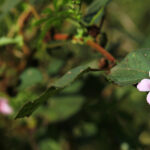 Africa Gallery victoria falls flower close up 2403