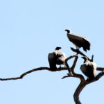 Africa Gallery vultures 1990