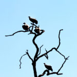 Africa Gallery vultures 1992