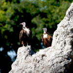 Africa Gallery vultures 2007