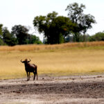 Africa Gallery wildebeest1657