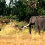 Africa Gallery young elephant and late morning1564
