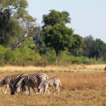 Africa Gallery zebra family1982