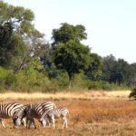 Africa Gallery zebra family1983