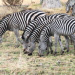 Africa Gallery zebra herd 1154