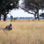 Africa Gallery zebra good morning 0913