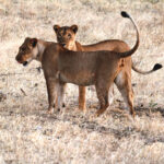 Africa Gallery mother and daughter 0613