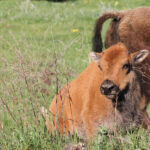 Yellowstone retouched buffalo calf 8216