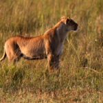 Africa Gallery young lioness 0775