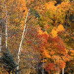 all the colors and more 2327
