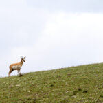 Yellowstone antelope buck may 8937