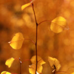 aspen leaves campground 1866