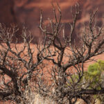 at the top of the canyon 0123
