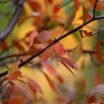 autumn mix1934