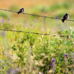 birds on the wire mg 0980