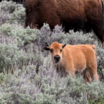 bison calf in the sage yellowstone9147