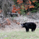 Yellowstone black bear near yellowstone lake 9167