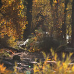 boulder creek late fall 0600