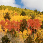 bright hillside 2316