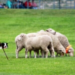 People changing the game one sheep at a time1199