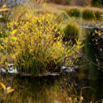 cottonwood pass east ponds1678