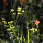 coughlin meadows indian paintbrush mid summerimg 1062