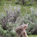 Yellowstone coyote hunting 8927 retouched