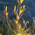 first light schofield pass1775