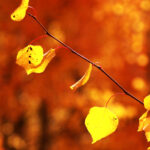 garish aspen1880