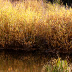 gold enhanced water cottonwood ponds east1729