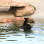 People grizzley in pool retouched 8317
