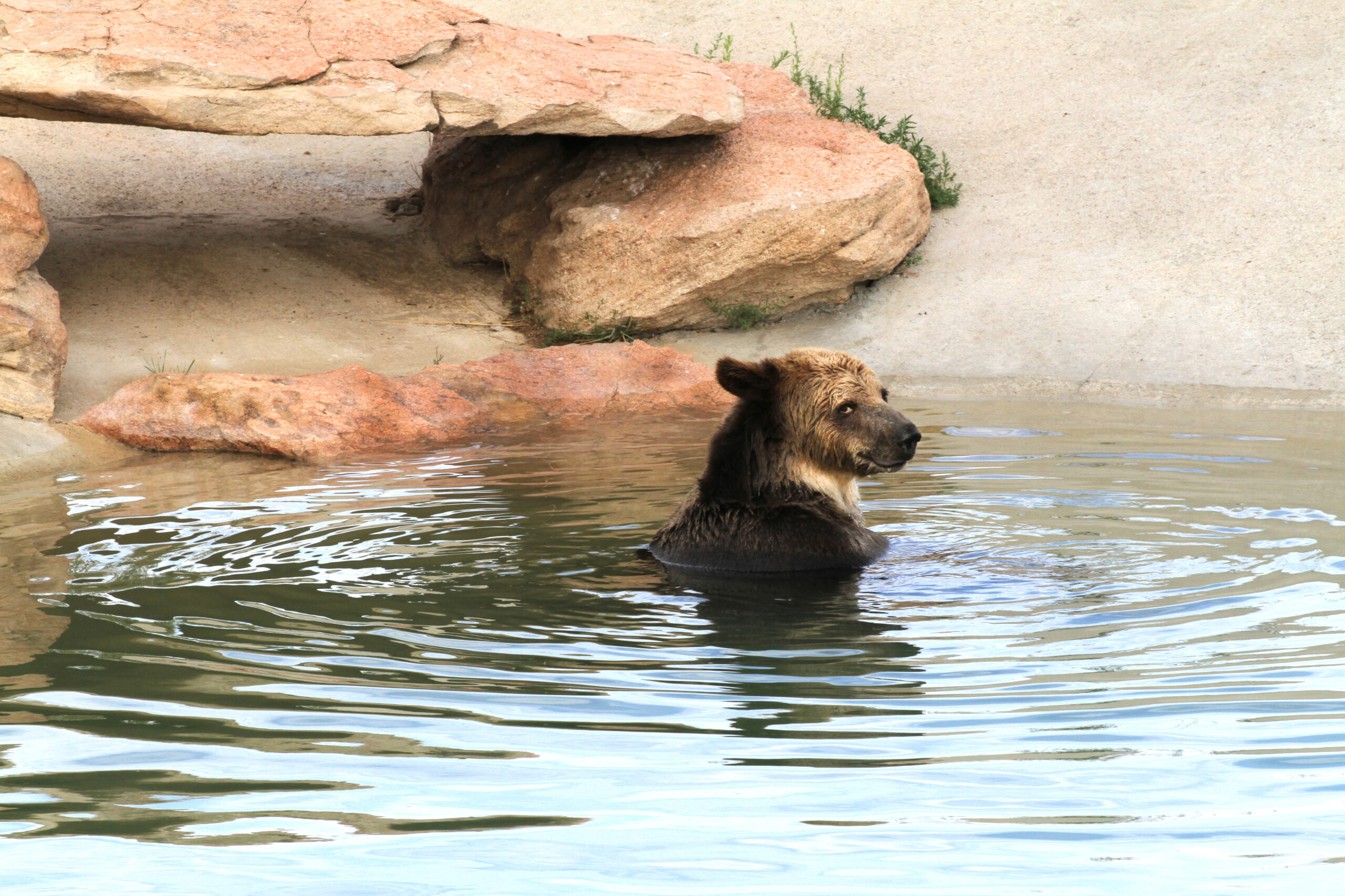 grizzley in pool retouched 8317