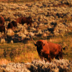 Yellowstone img 2858 buffalo cow at dusk retouched