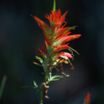 indian paintbrush with highlights img 1072