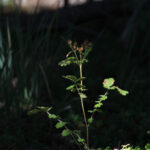 into the woods img 1077