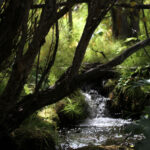 left hand canyon in the woods 8497