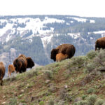 Yellowstone lunch on the run at the lamar valley 9132