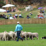 People moving the herd1300