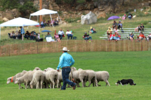 moving the herd1300