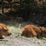 naping in the sunshine buffalo calfs in lamar valley9029