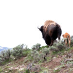 new born calf in yellowstone 9138