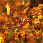 of all the fall colors 2297