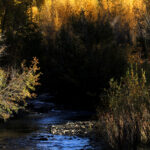 over the river and thru the woods 8960