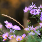 purple asters, hyde park road santa fe nm 2344