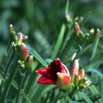 red lillies img 1088