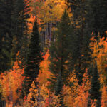 red and green trees cottonwood pass1673