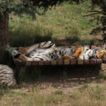 People sanctuary tiger afternoon nap 12 x18 8299