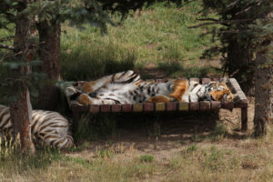 sanctuary tiger afternoon nap 12 x18 8299